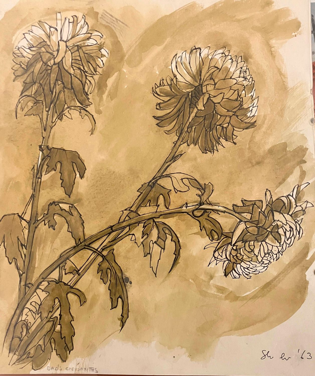 ORIGINAL- DAD's CHRYSANTHEMUMS 1964