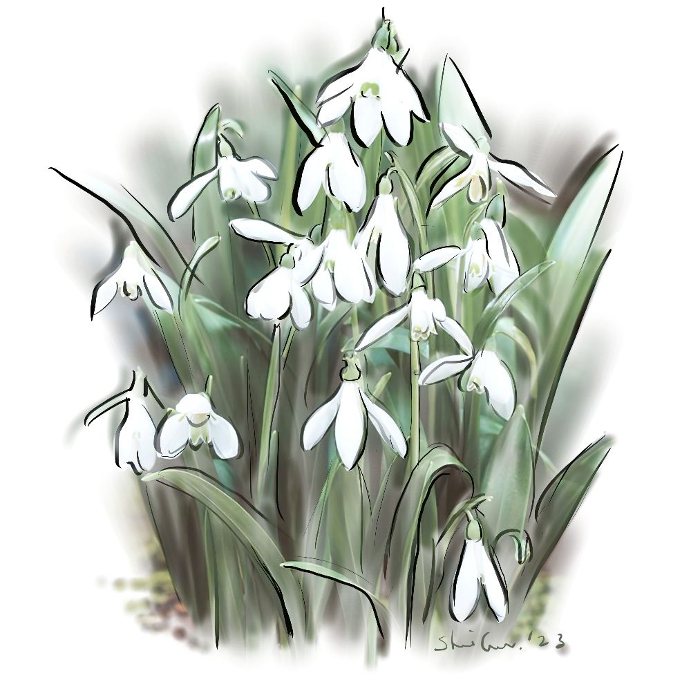 COASTER -SNOWDROPS- Spring flowers