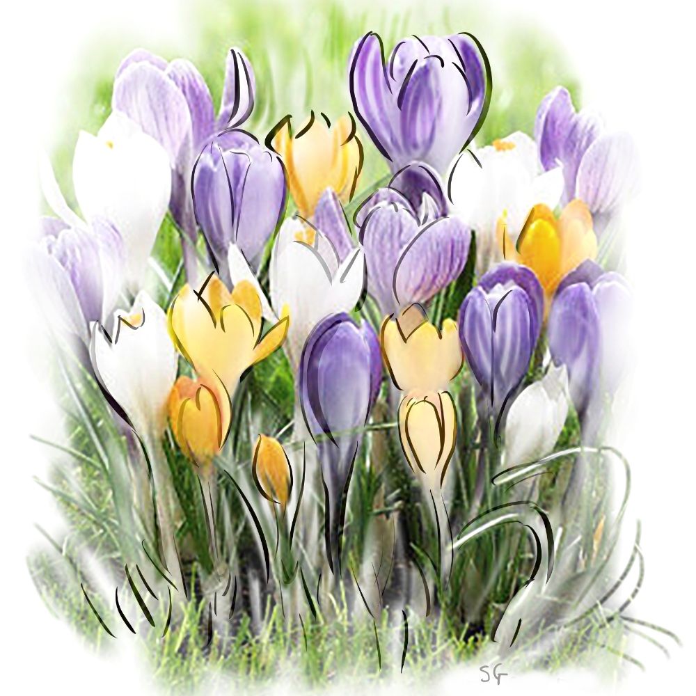 COASTER -CROCUSES - Spring flowers