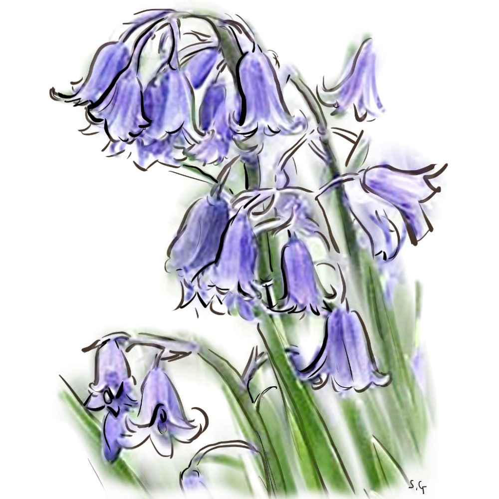 COASTER -BLUEBELLS  Spring flowers