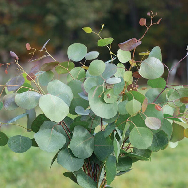 Eucalyptus Silver Plate Polyanthemos
