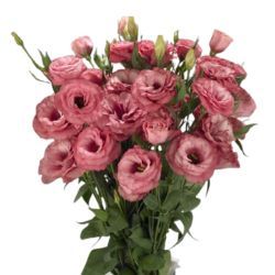 Lisianthus Advantage Cherry Sorbet