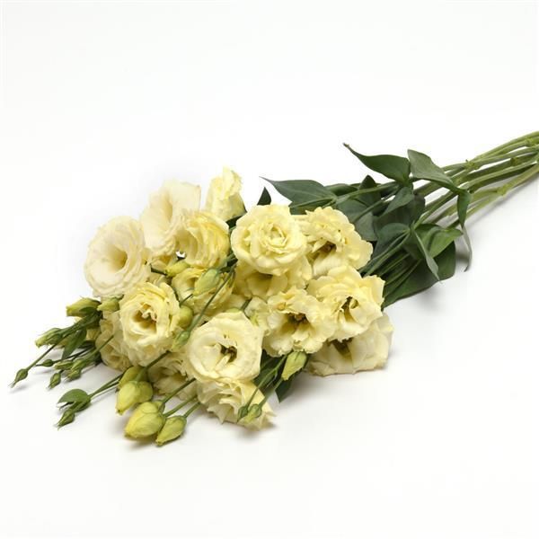 Lisianthus Abc 3 Yellow
