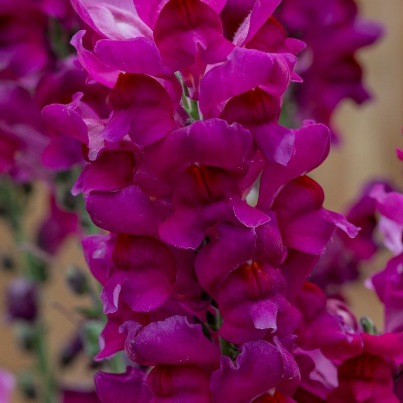 Snapdragon Speedy Sonnet Purple