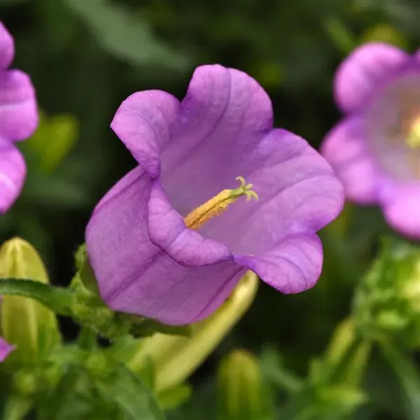 Campanula Campana II Lilac
