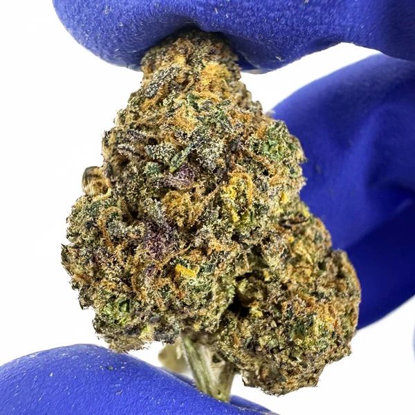 Purple Gaz Indoor Medium Bud