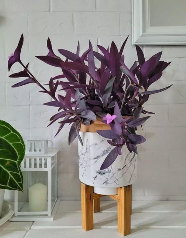 ROYALTY LOVE  PLANT ARRANGEMENT 💜