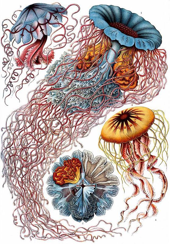 Ernst Haeckel "Discomedusae"