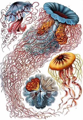 Ernst Haeckel Ernst Haeckel "Discomedusae"