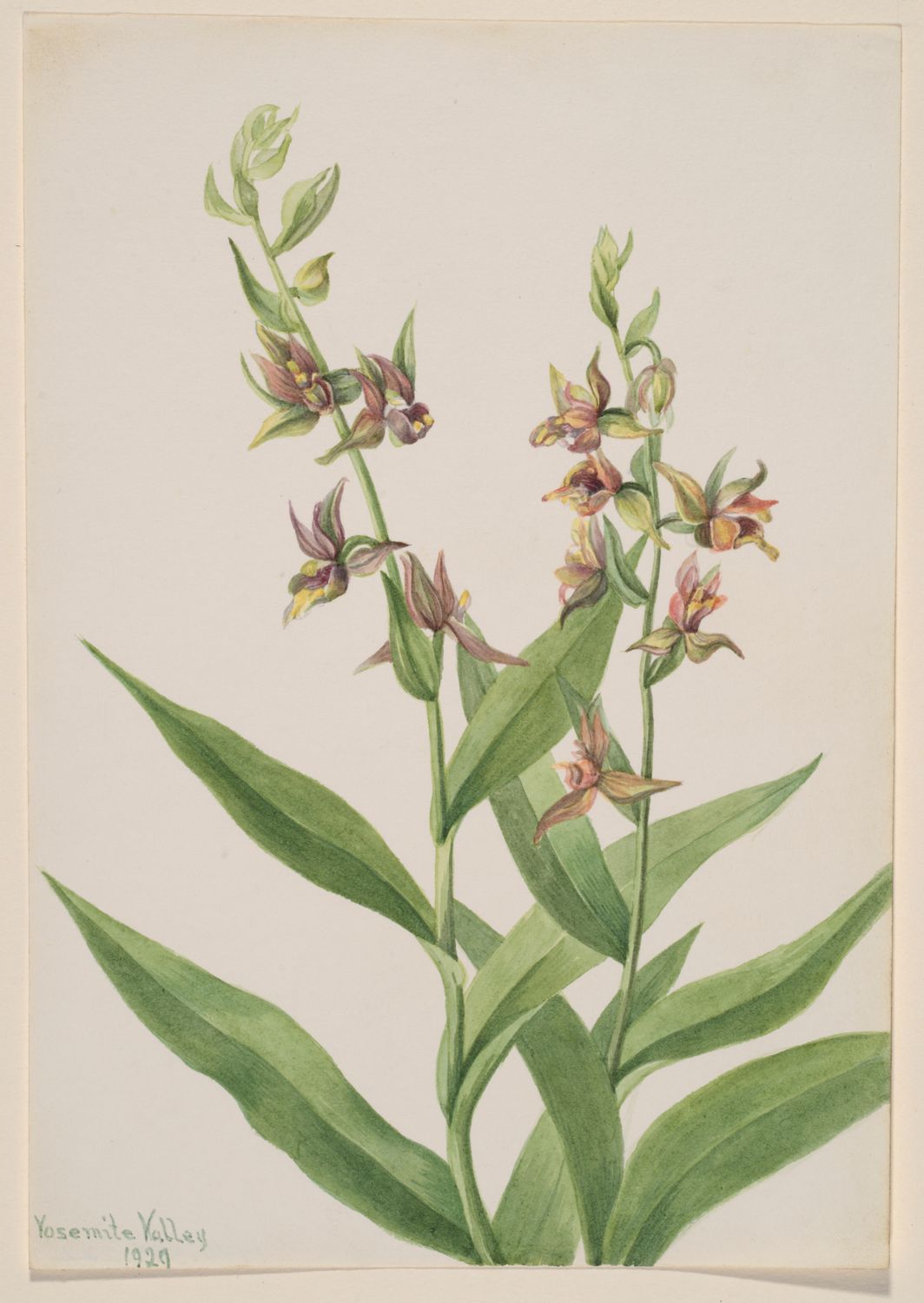 Aquarelle Botanique : Orchidées de Yosemite (1929) Aquarelle Botanique : Orchidées de Yosemite (1929)