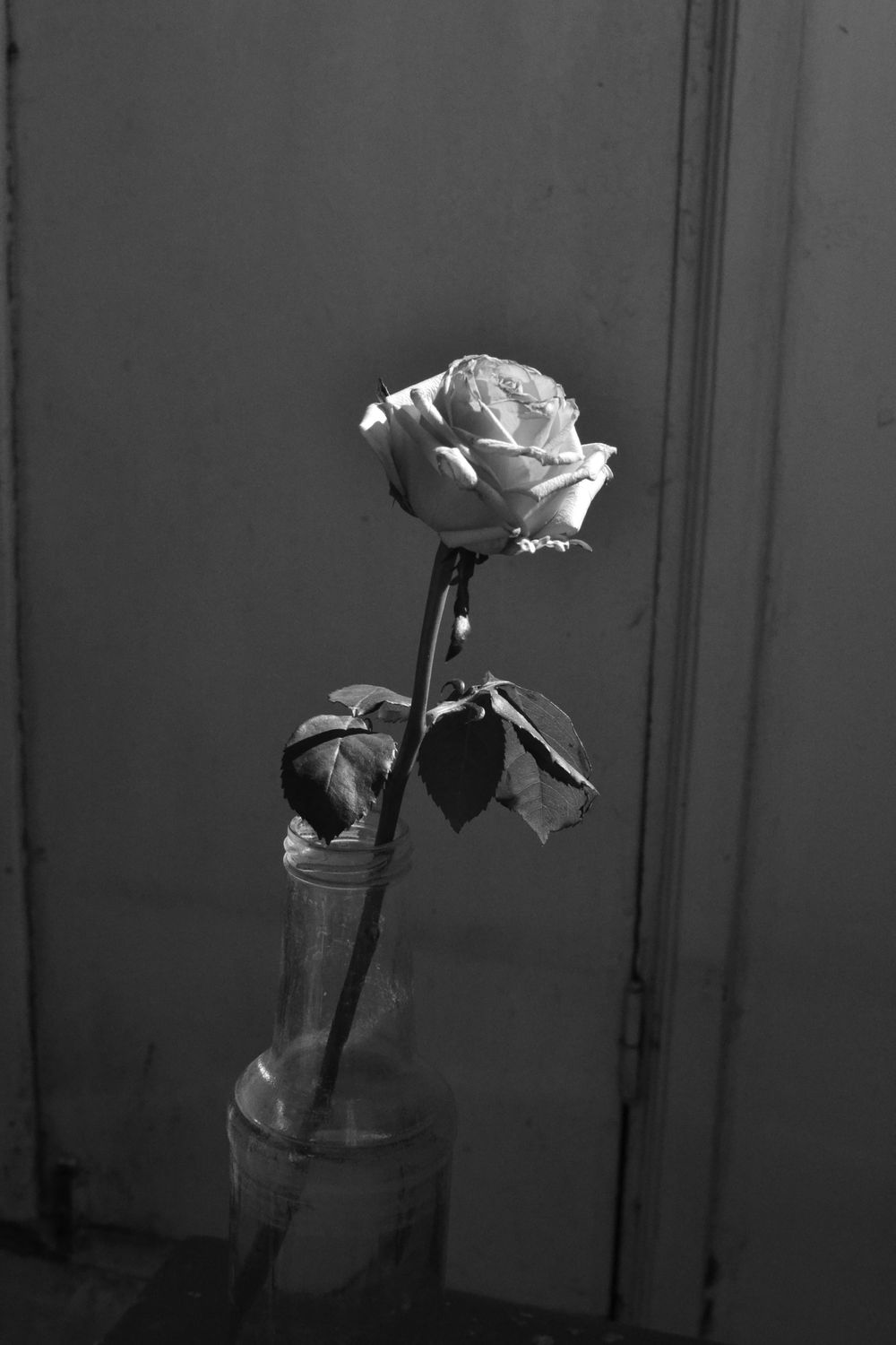 Rose Solitaire en Noir et Blanc Rose Solitaire en Noir et Blanc