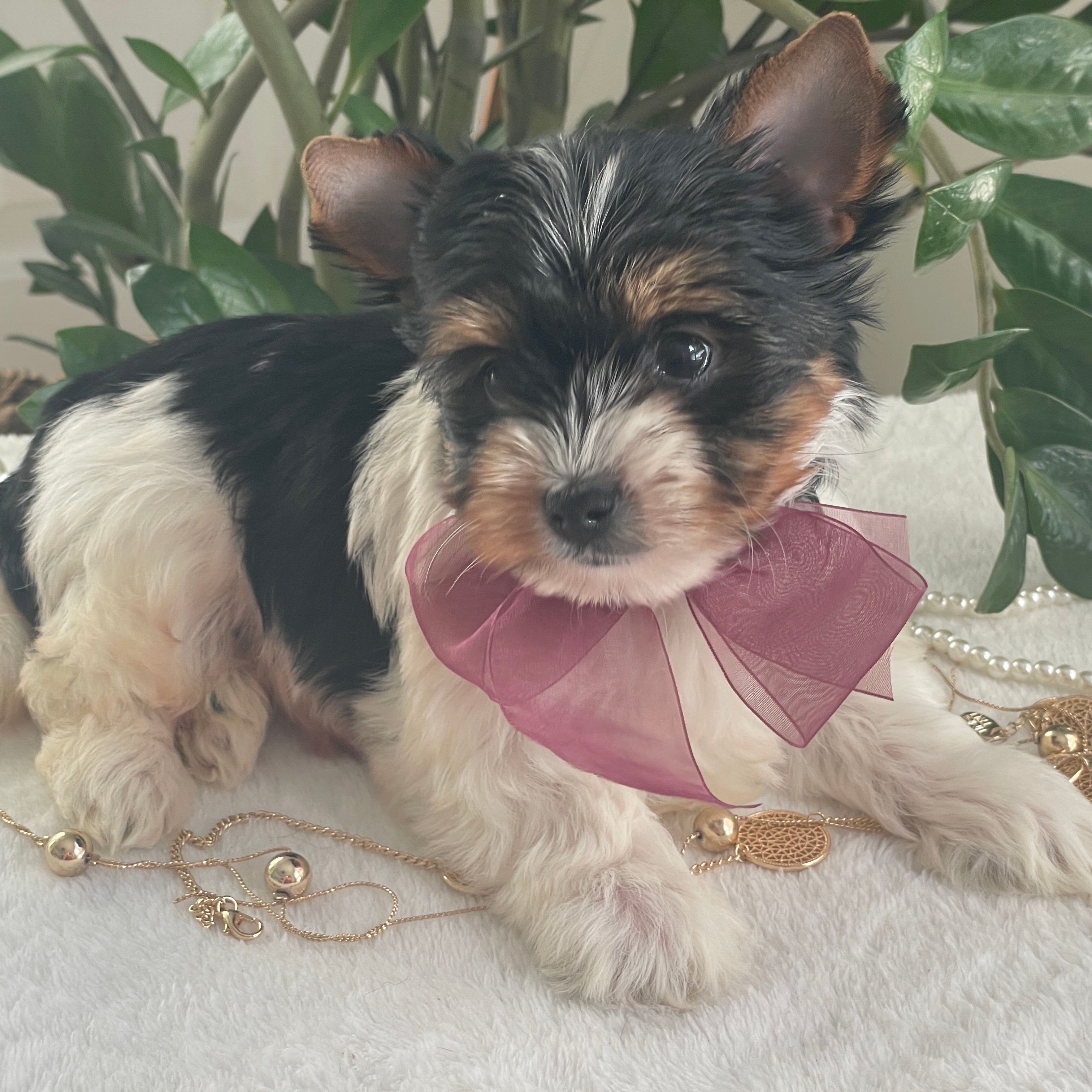 Talia  Biewer Yorkie, Biewer Yorkie