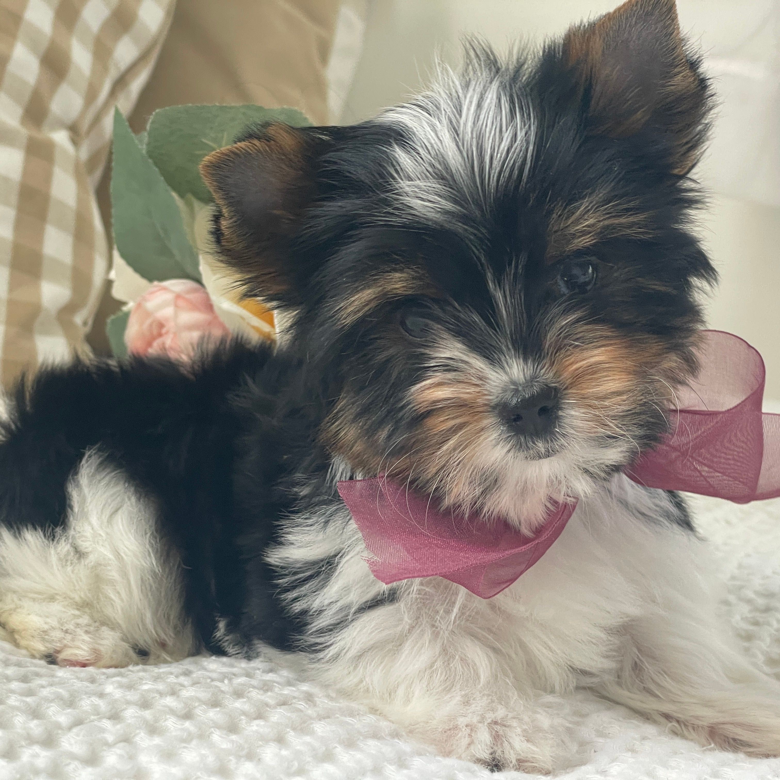 Little Millie, Biewer Yorkie