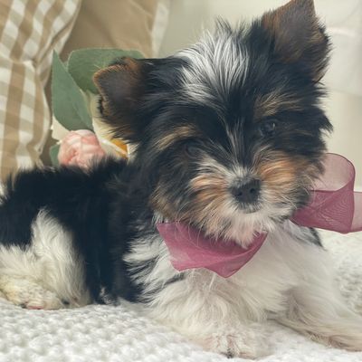 Little Millie, Biewer Yorkie