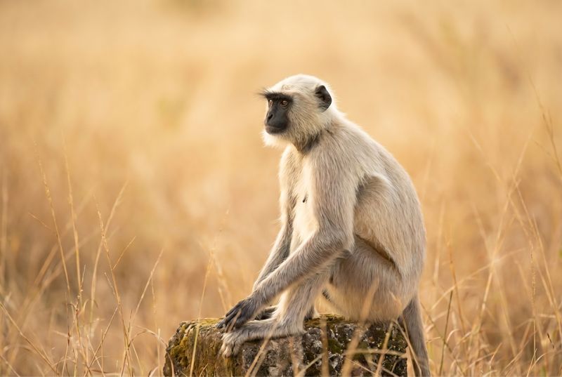 Hulman-Affe sitzt im Profil auf einem Stein vor hellem, goldenem Gras im Ranthambore-Nationalpark.