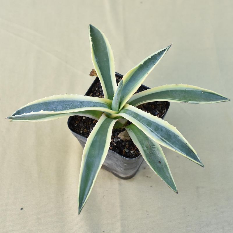 Agave Americana 'Marginata Aurea'