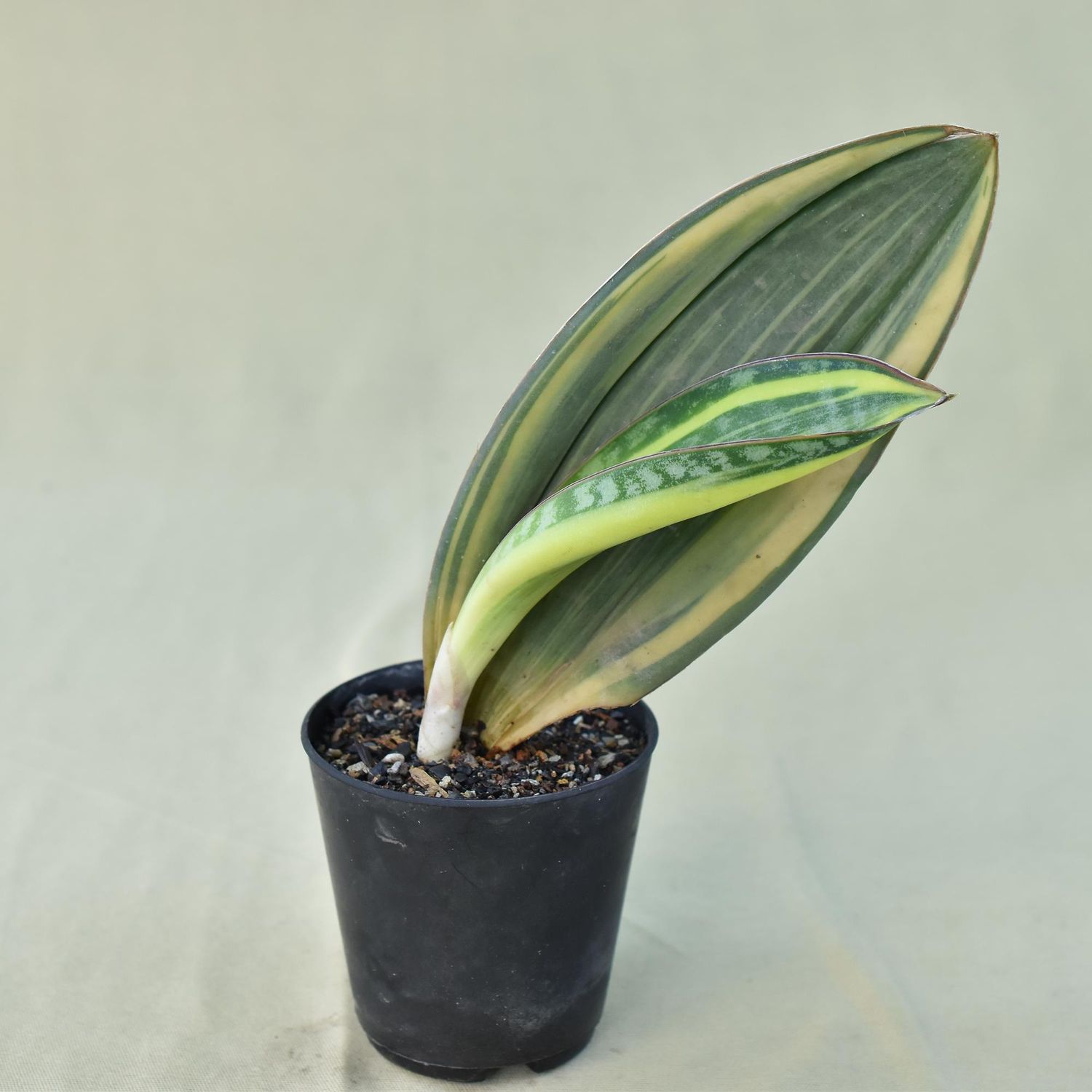 Sansevieria masoniana variegated  (Whale fin)