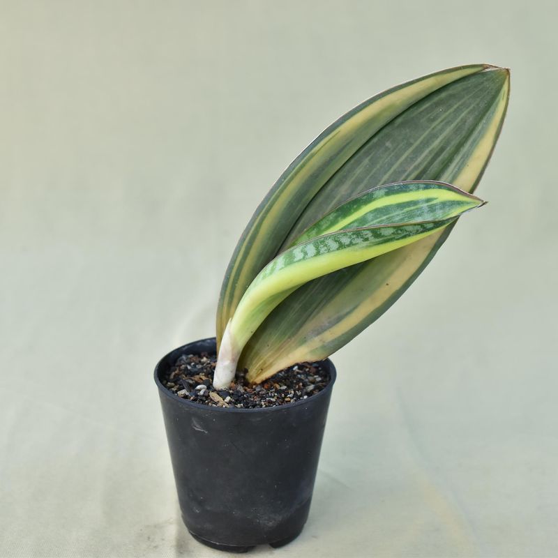 Sansevieria masoniana variegated  (Whale fin)