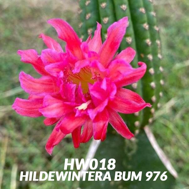 Hildewintera Bum 976