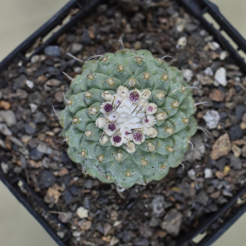 Strombocactus disciformis