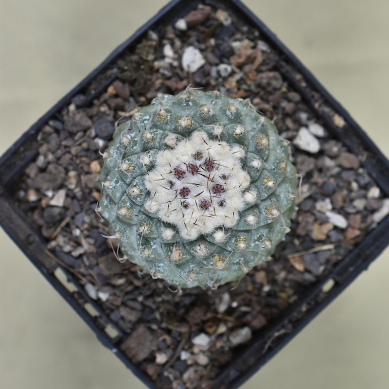 Strombocactus disciformis