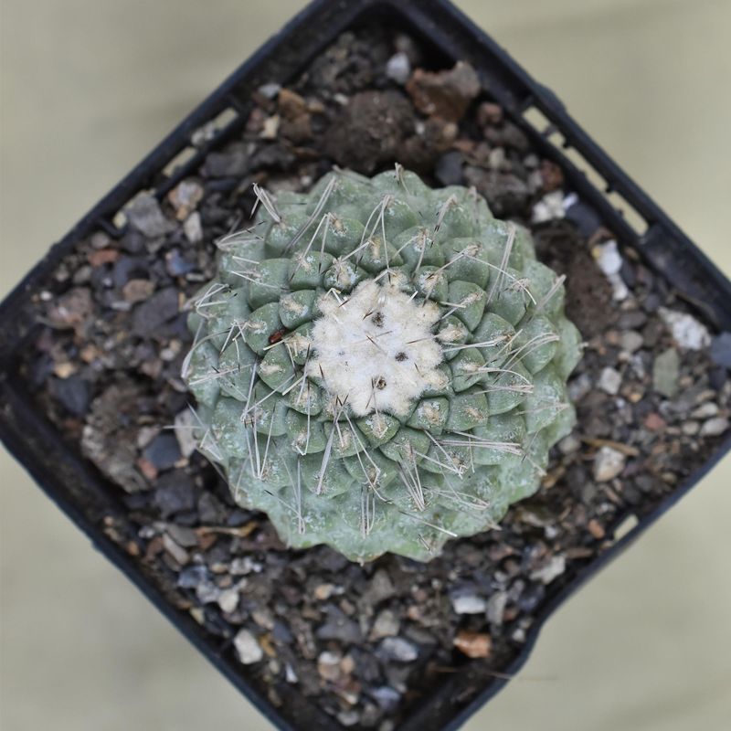 Strombocactus disciformis