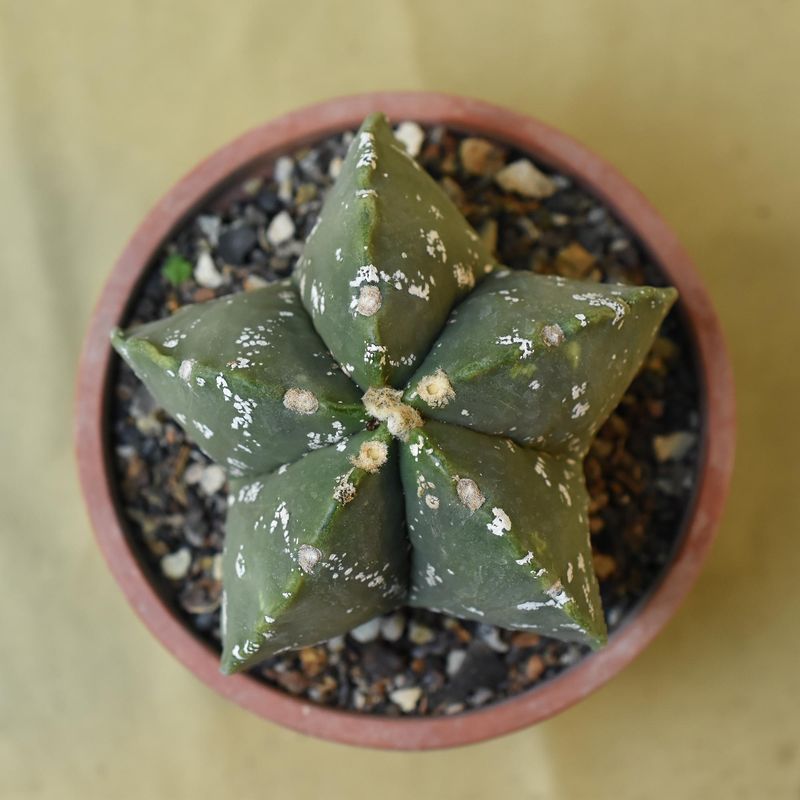 Astrophytum myriostigma CV NUDUM HAKUUN