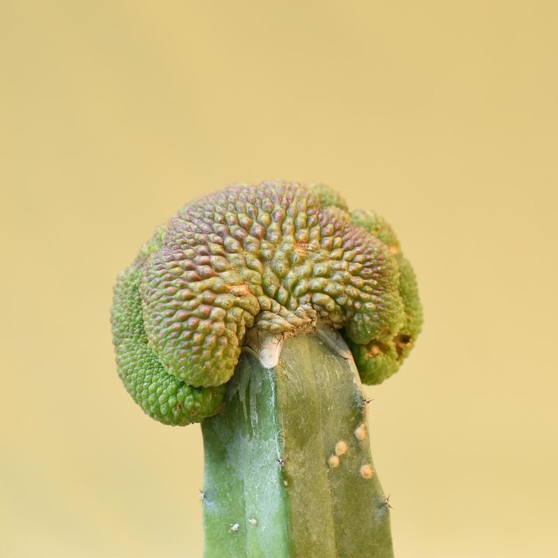Rebutia krainziana cv. Inermis Crest