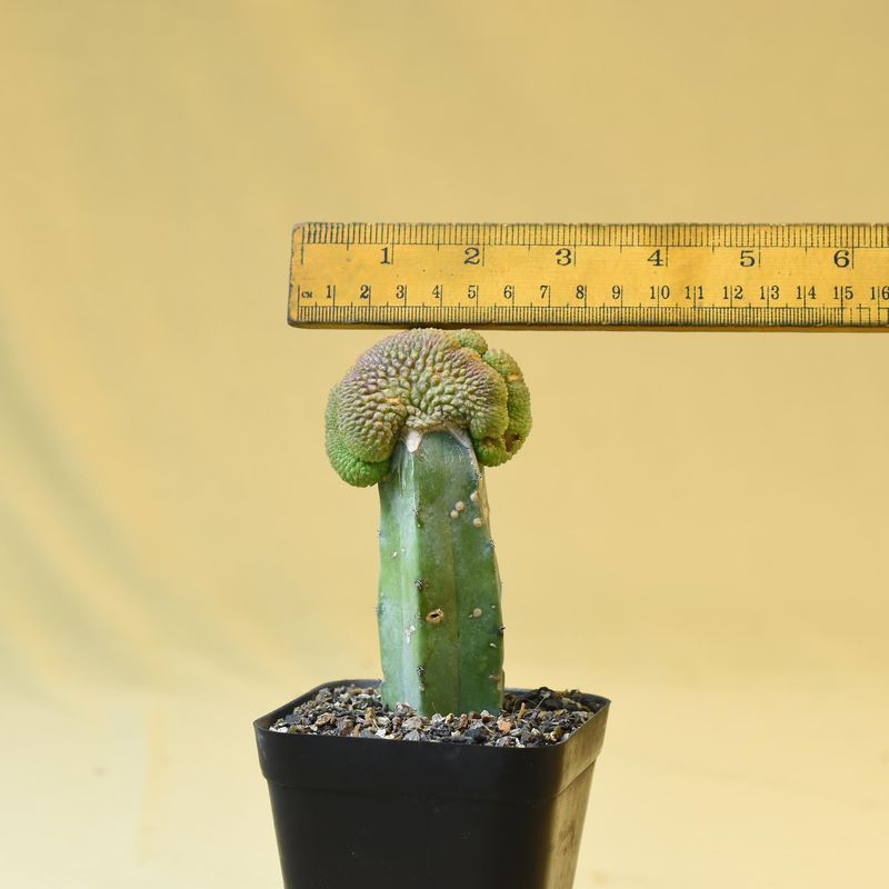 Rebutia krainziana cv. Inermis Crest