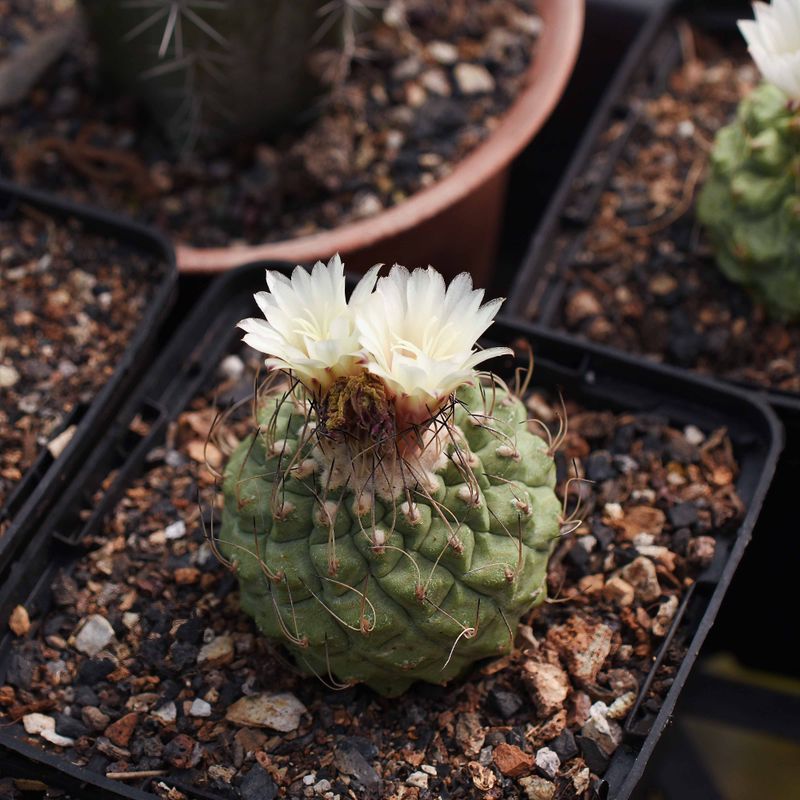 Strombocactus disciformis