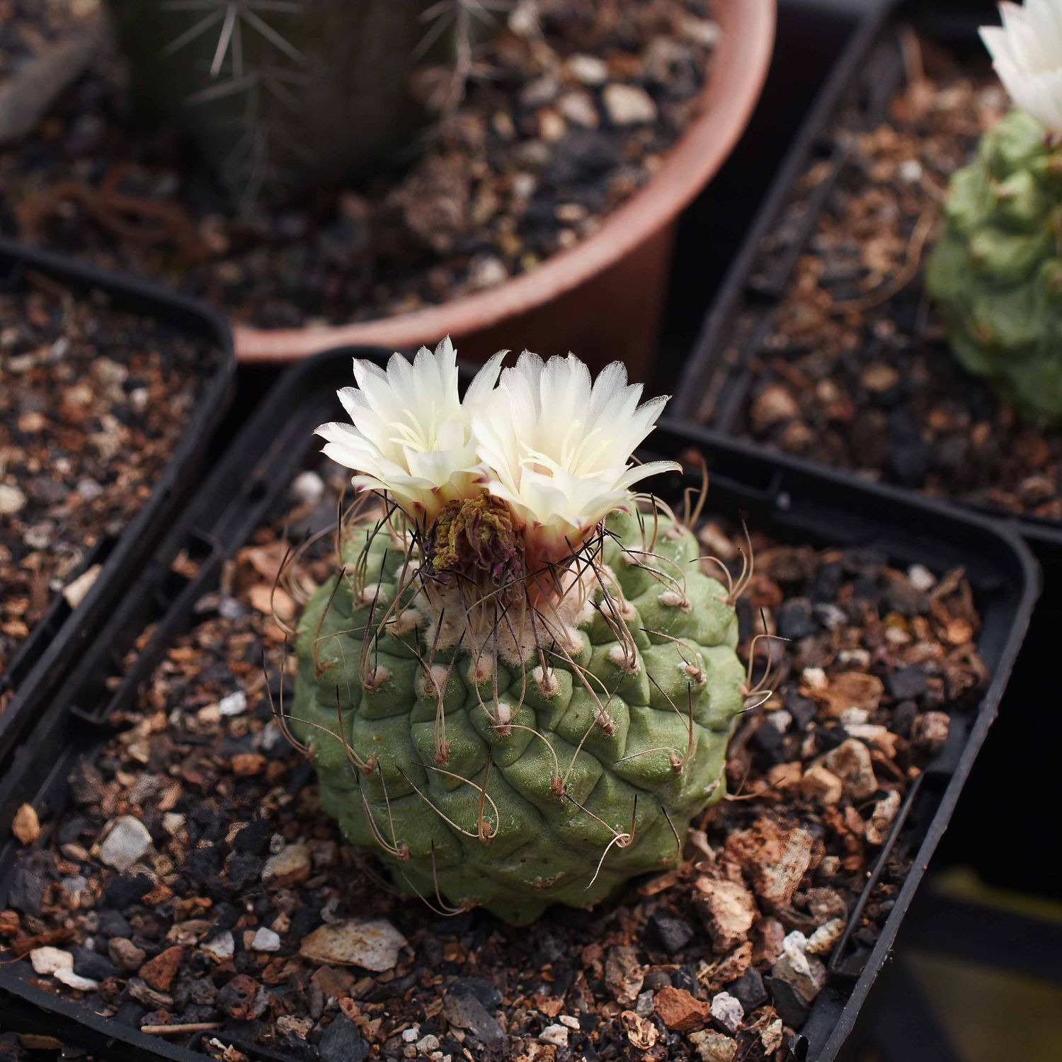 Strombocactus disciformis