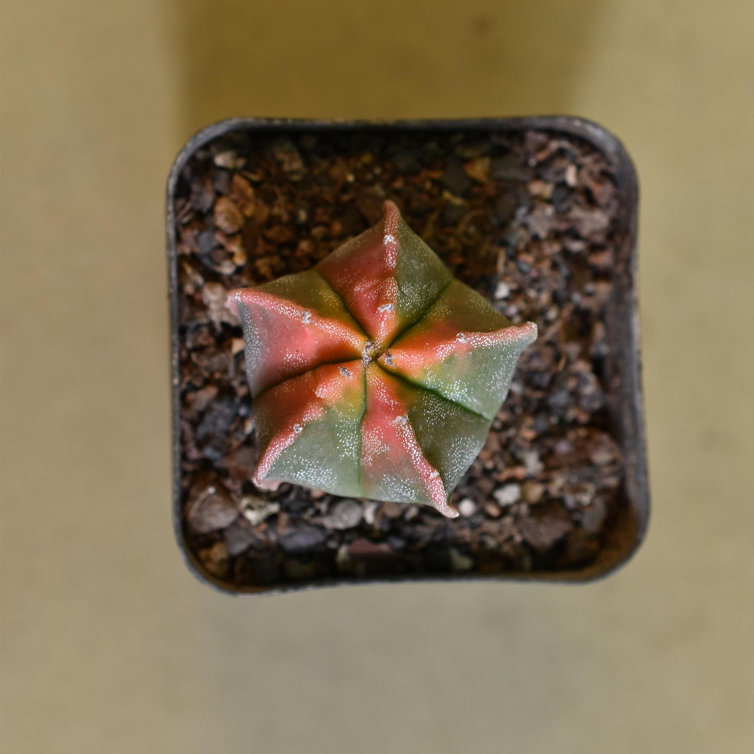 Astrophytum myriostigma nudum KOHYO Yellow