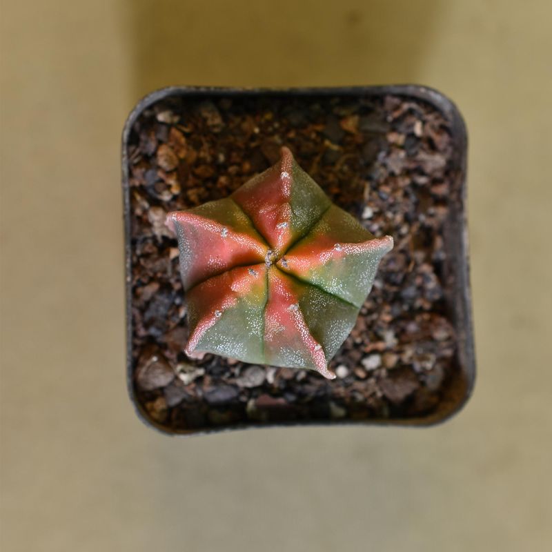 Astrophytum myriostigma nudum KOHYO Yellow
