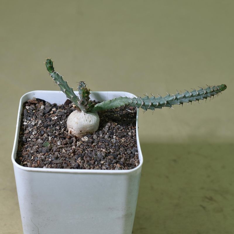 Euphorbia micrantha