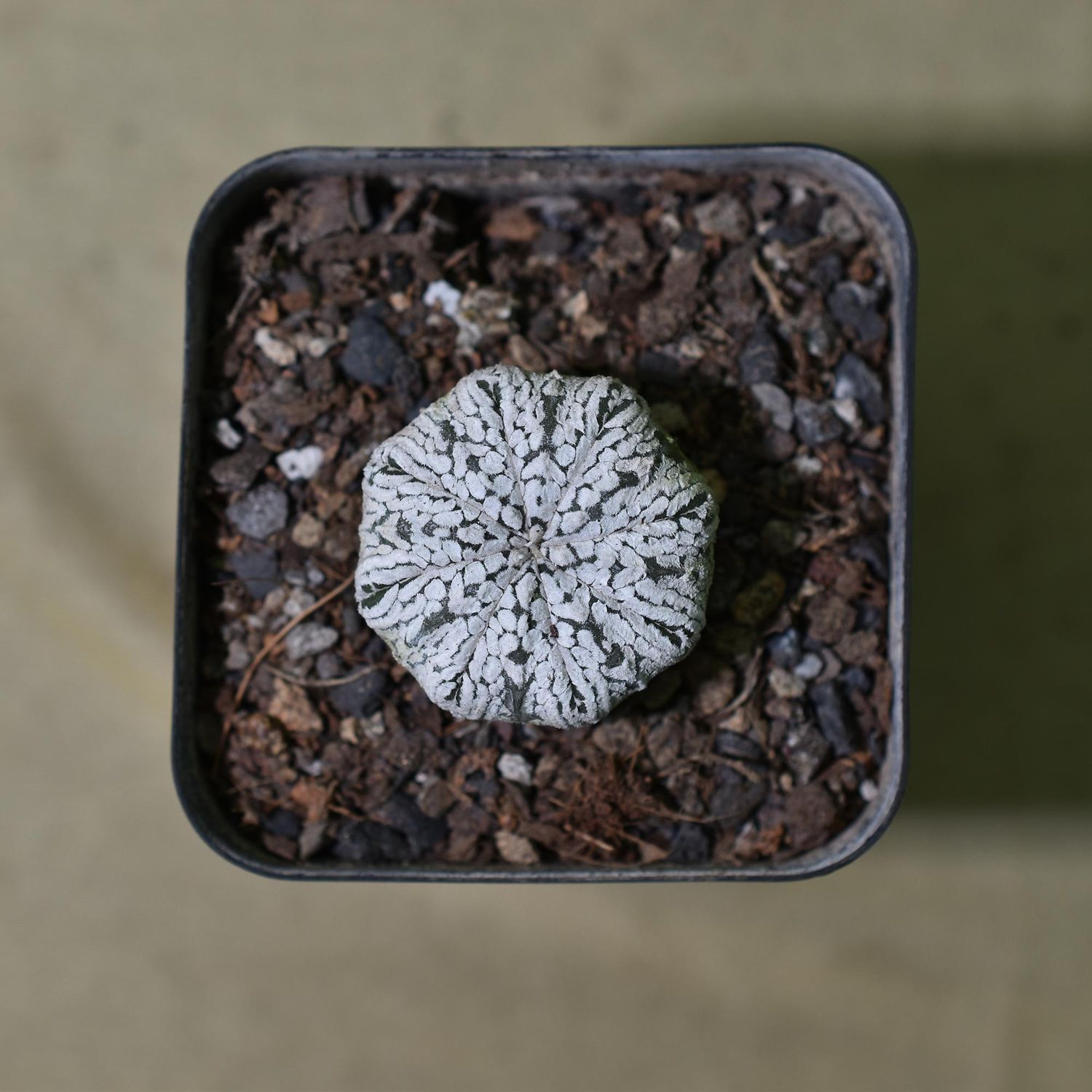 Astrophytum Asterias MIRACLE / STAR KABUTO