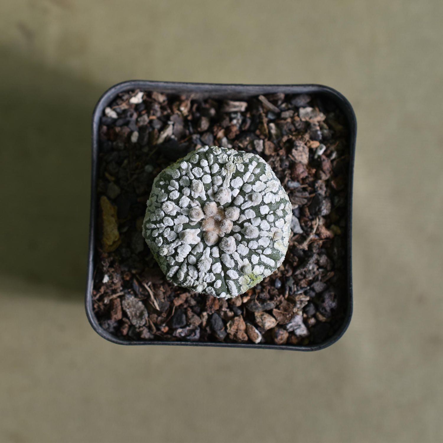 Astrophytum Asterias MIRACLE / STAR KABUTO
