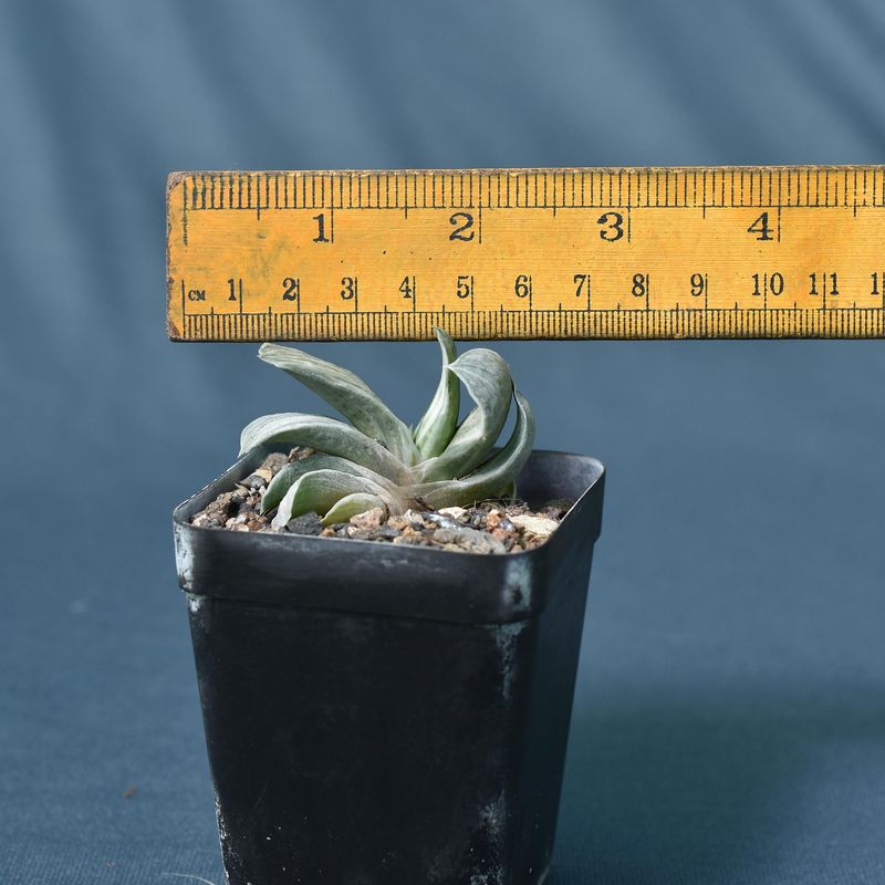 Gasteria cv. FUJI YUKI (Syn: Gasteria obtusa forma variegata)