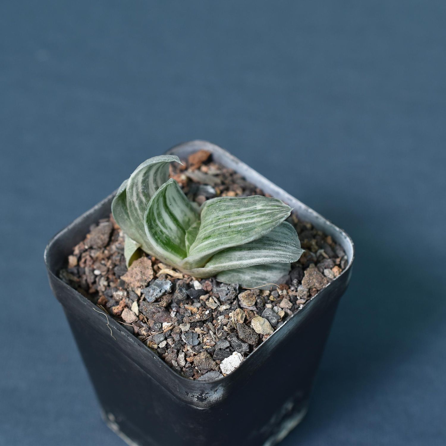 Gasteria cv. FUJI YUKI (Syn: Gasteria obtusa forma variegata)