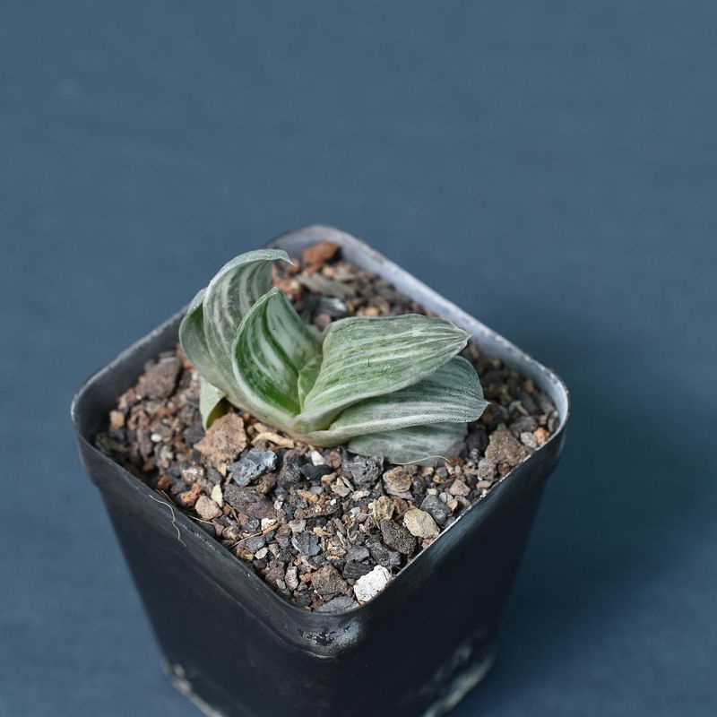 Gasteria cv. FUJI YUKI (Syn: Gasteria obtusa forma variegata)