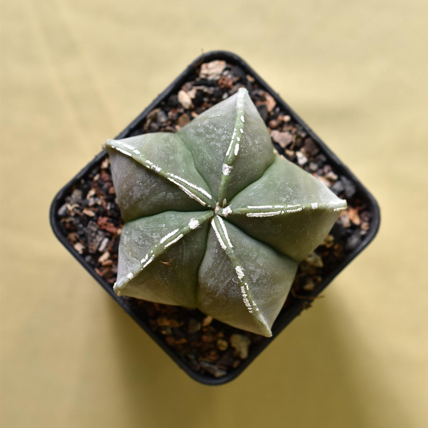 Astrophytum myriostigma cv NUDUM PIPES