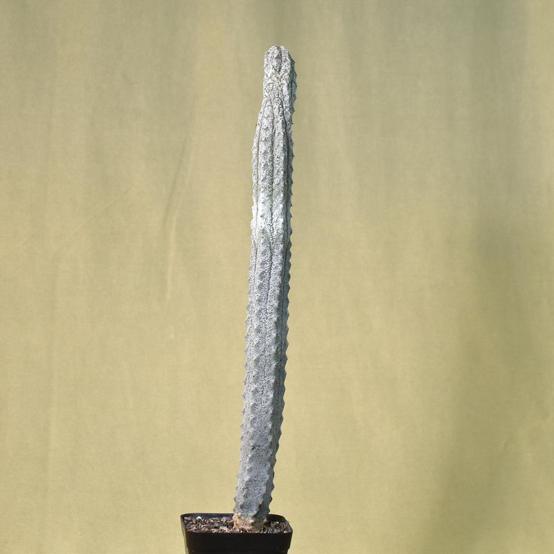 Euphorbia abdelkuri
