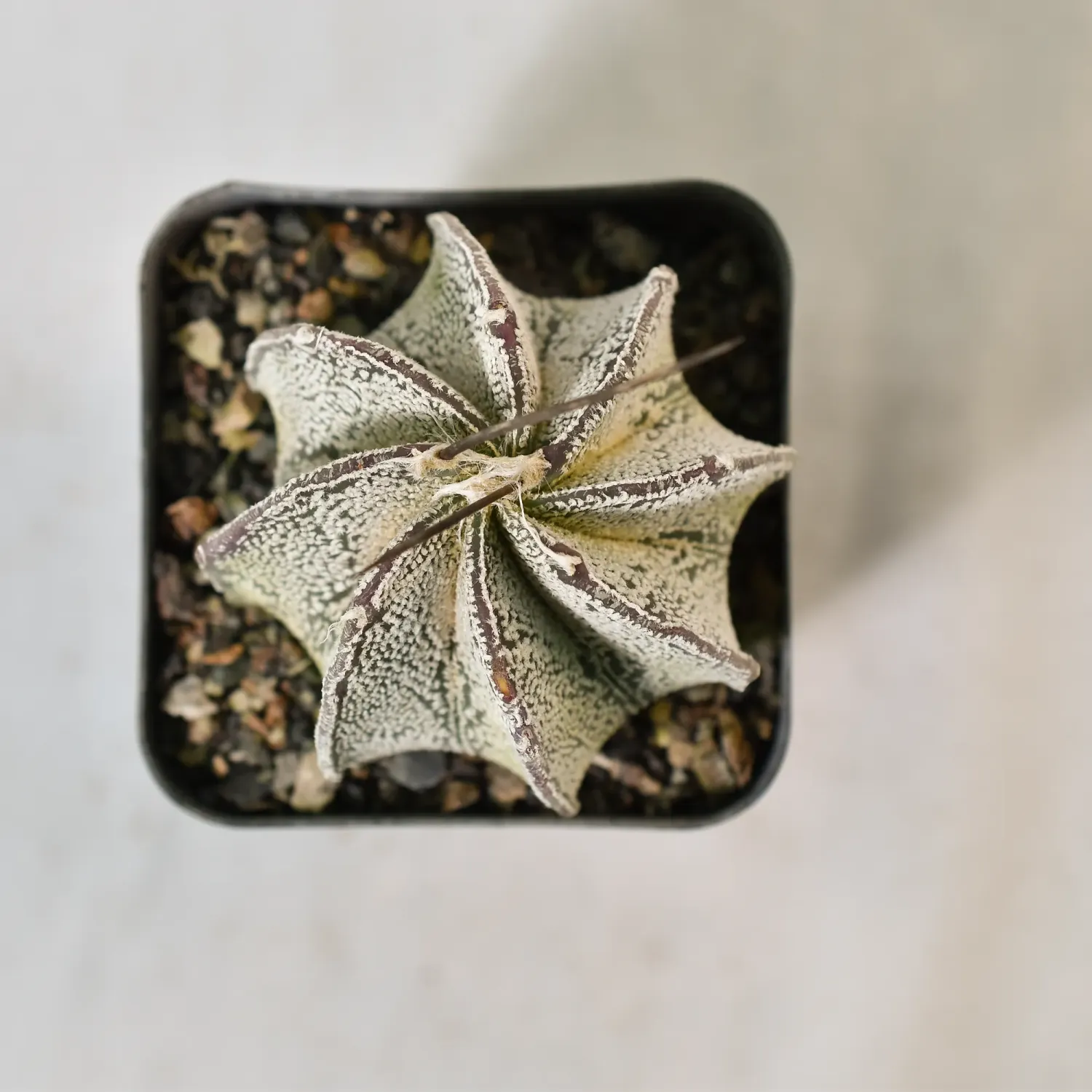 Astrophytum Capricorne var. Niveum Astrophytum Capricorne var. Niveum