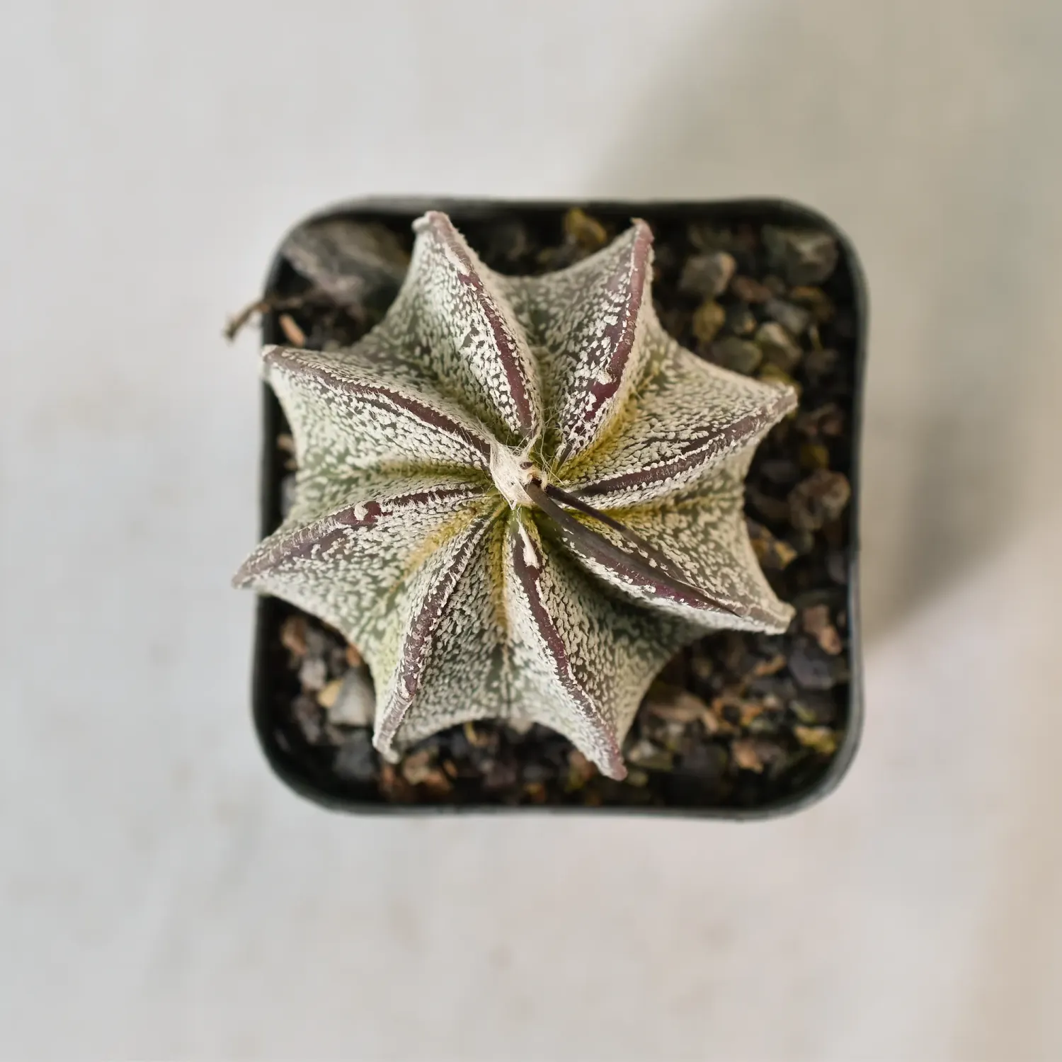 Astrophytum Capricorne var. Niveum 