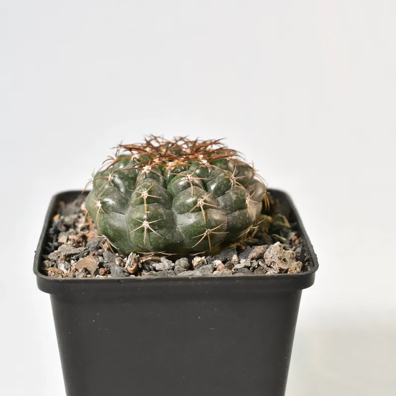 Discocactus ferricola Discocactus ferricola