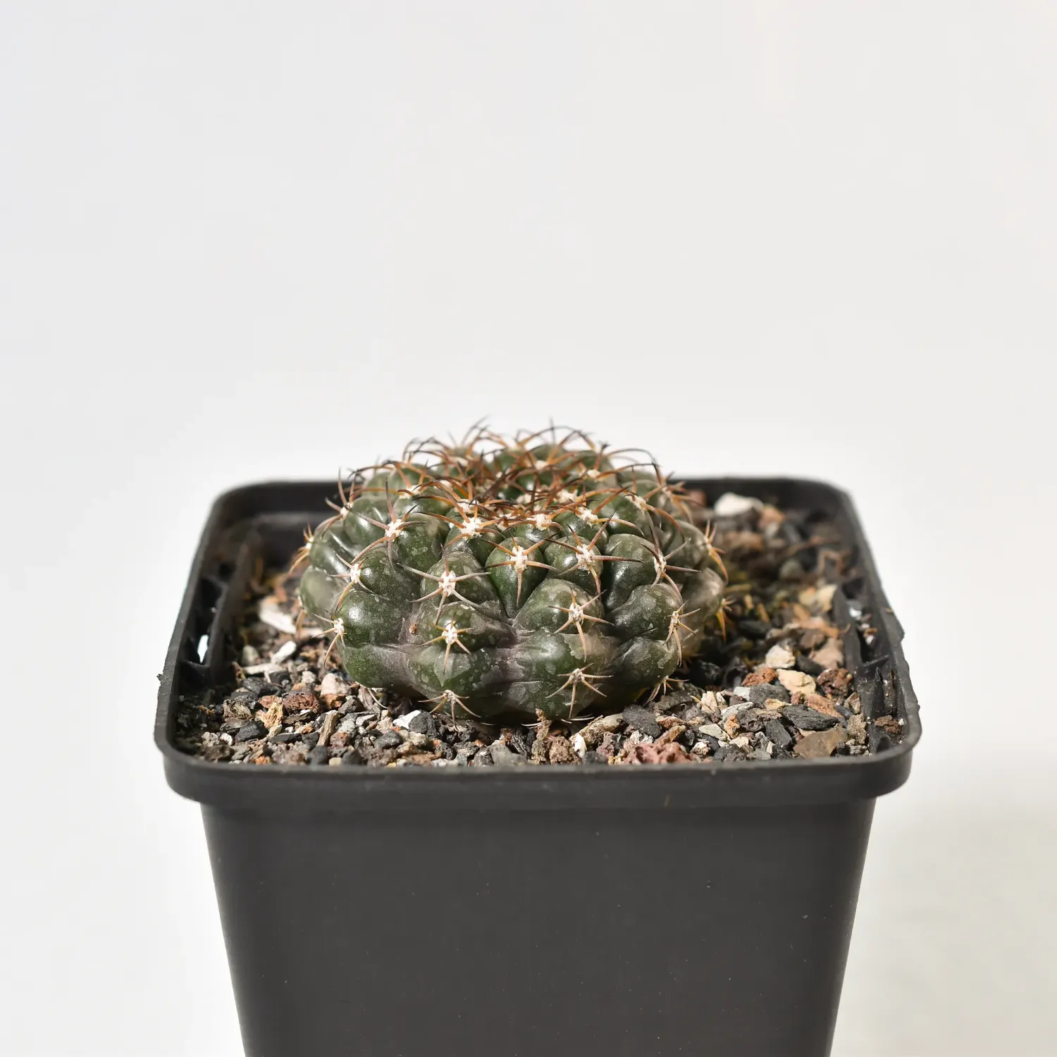 Discocactus ferricola