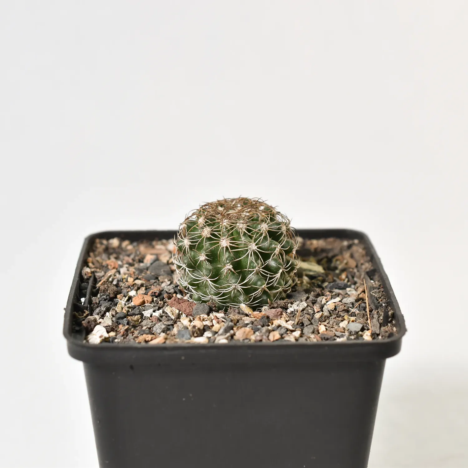 Discocactus zehntneri