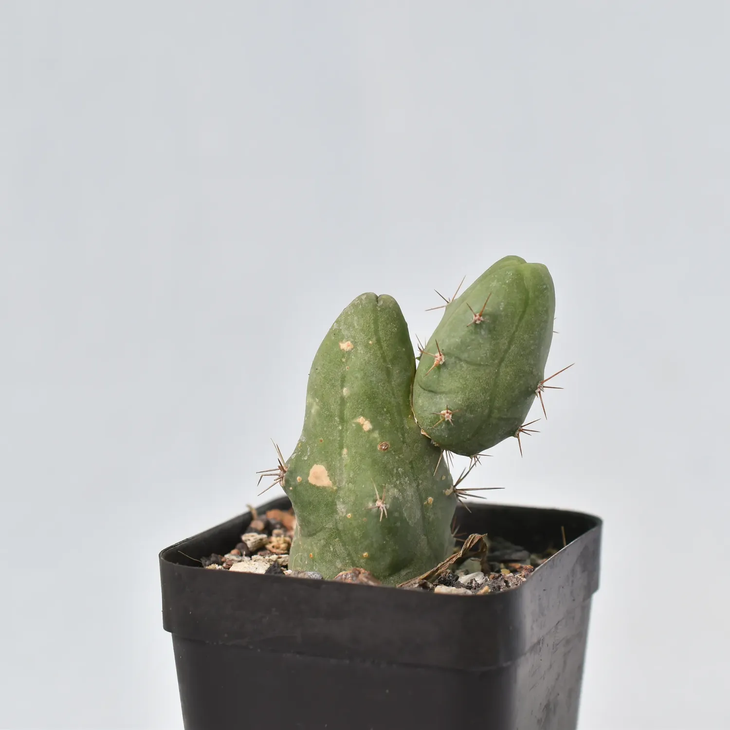 Trichocereus bridgesii monstrose