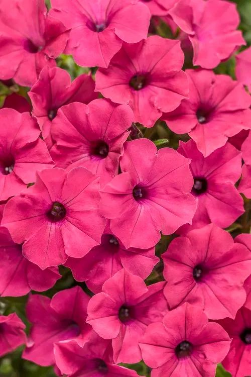 Supertunia™ Vista™ Fushia