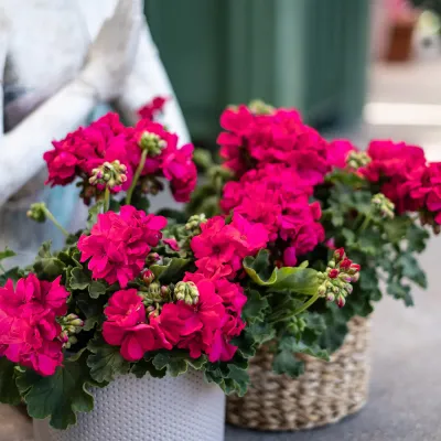 Pelargonia hybrydowa stojąca Champion Neon