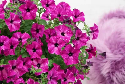 Petunia Sky Family Circus Sky®